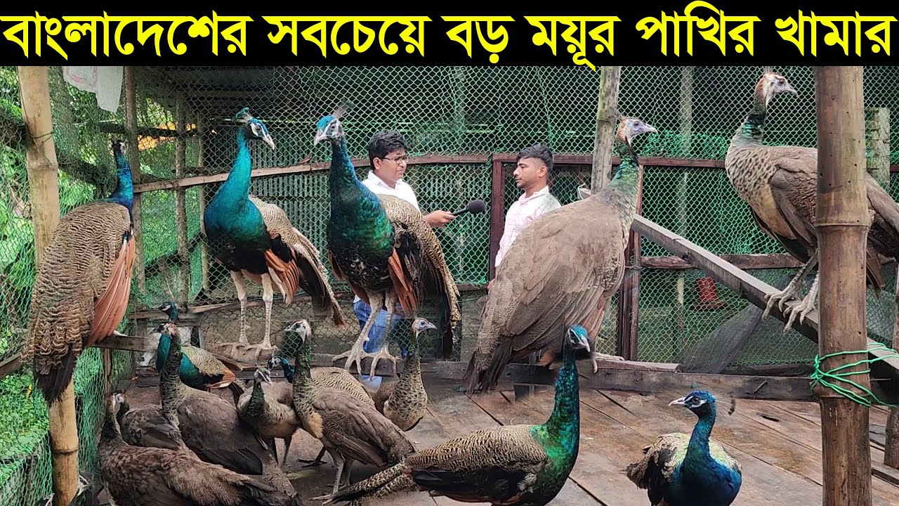 বাংলাদেশের সবচেয়ে বড় ময়ূর পাখির খামার করে সফল কুমিল্লার শাহ আলী জানুন বিস্তারিত