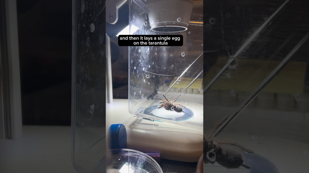 #tarantula