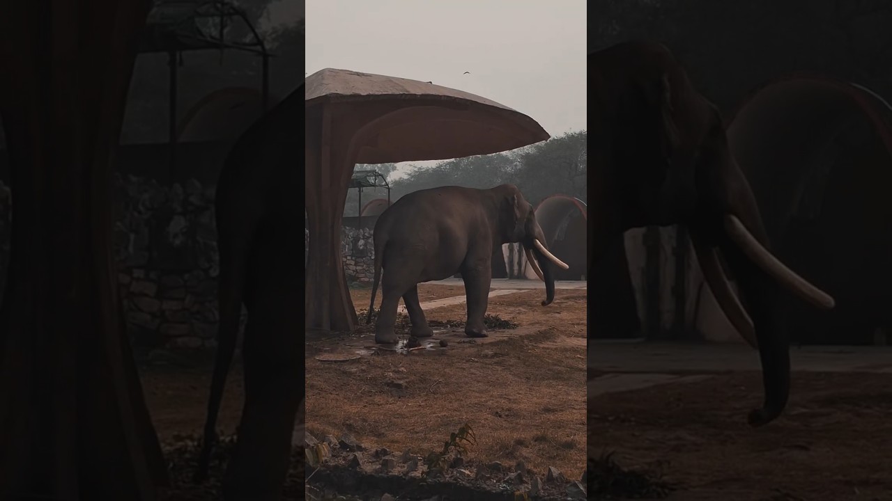 Best Zoo Tour Video of Delhi 