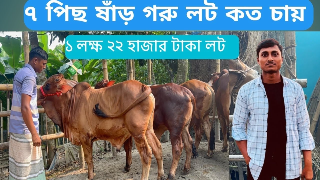 আব্দুর রাজ্জাক বেপারী বড় বড় ষাঁড় গরু লট কত চায় 🐂✅ ৯/১০/২০২৫