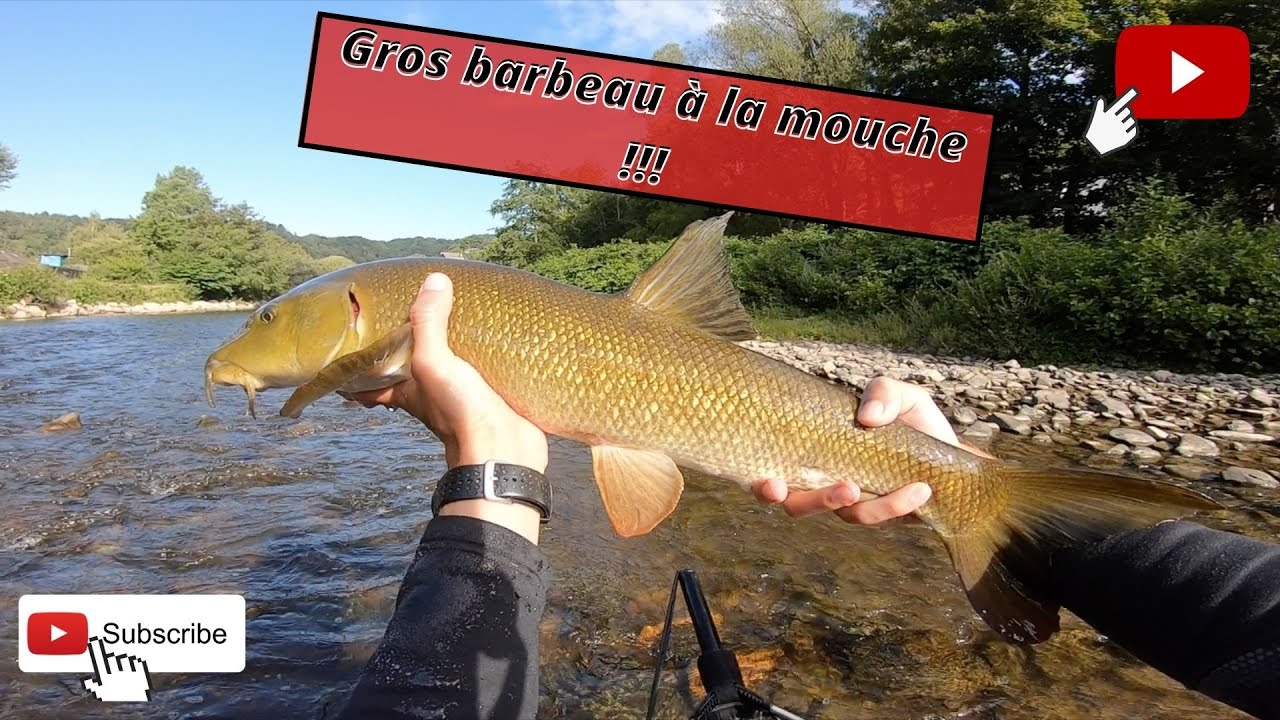 Gros barbeau à la mouche !!!