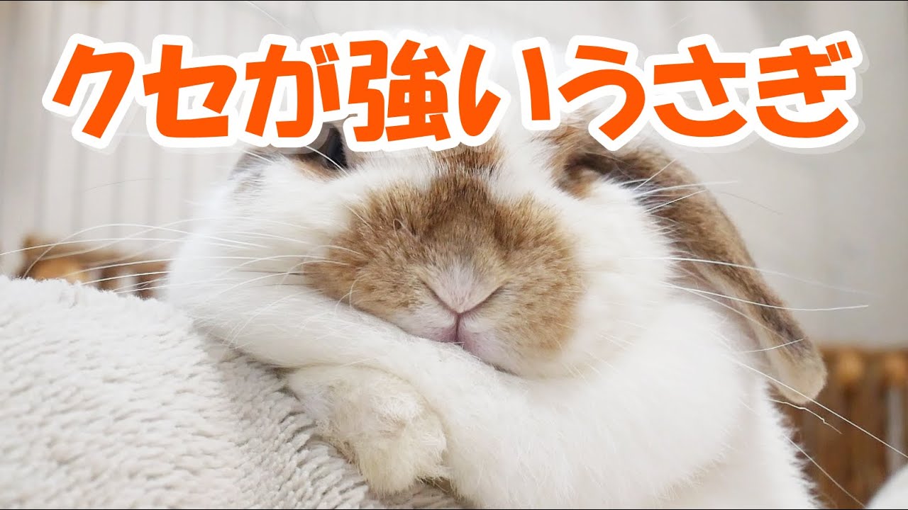クセが強いうさぎ～ホーランドロップの謎な動きとおもしろい行動～