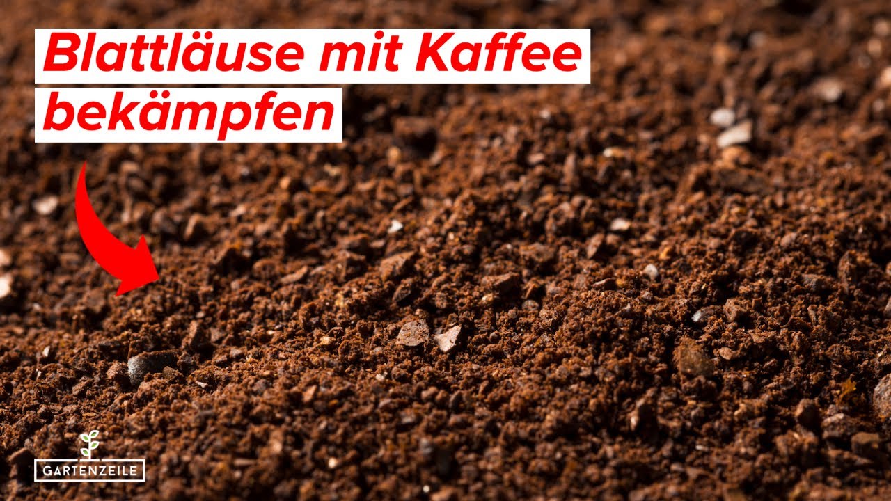 Blattläuse mit Kaffee bekämpfen - So einfach könnt ihr einem Blattlausbefall vorbeugen!
