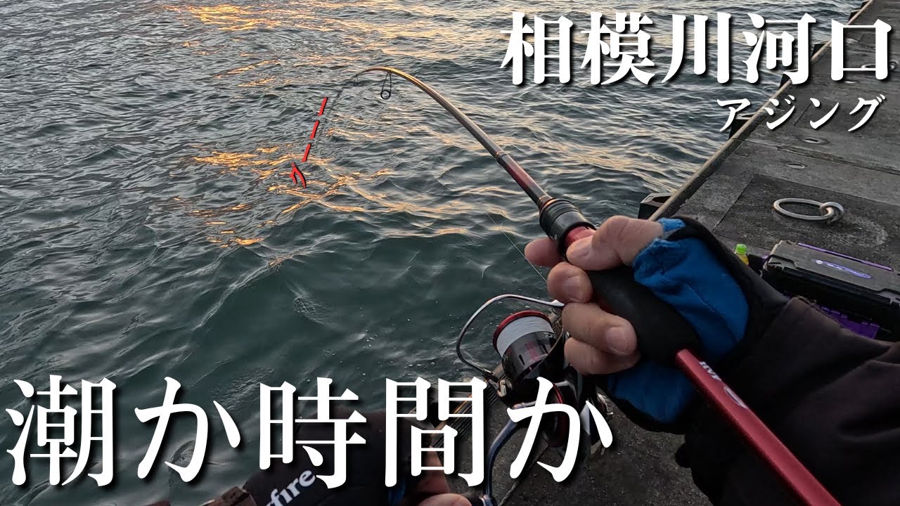 【相模川河口】時間を優先させた方が釣れるのか。アジング初心者【2025年12月26～27日】