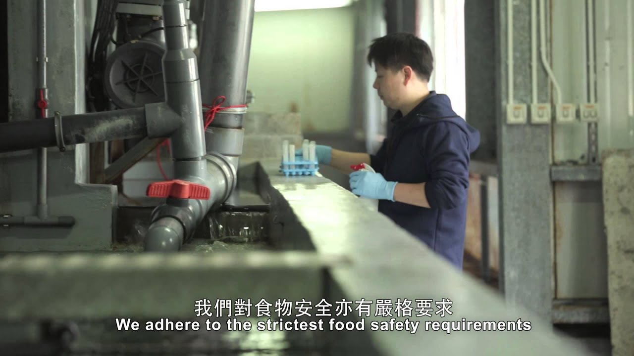 Company Introduction - Aquaculture Technologies Asia Limited - Oasis Giant Grouper