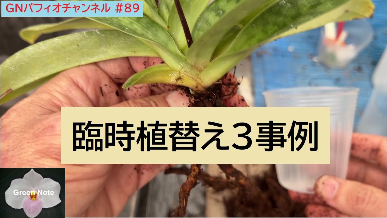 #79 植替え3事例