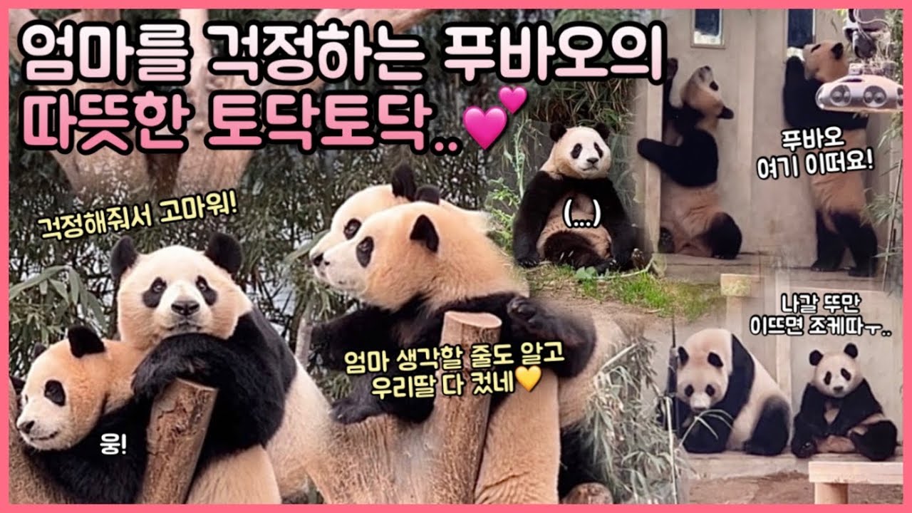 [ep.82] 엄마를 걱정하는 기특한 푸바오! 감동의 순간✨(다컸어요ㅠㅠ💕)/ 푸바오! 넌  어차피 못나가니까 참견 그만하고 이리와ㅋㅋㅋ/아이바오 하고 싶은거 다해❤️/ 에버랜드