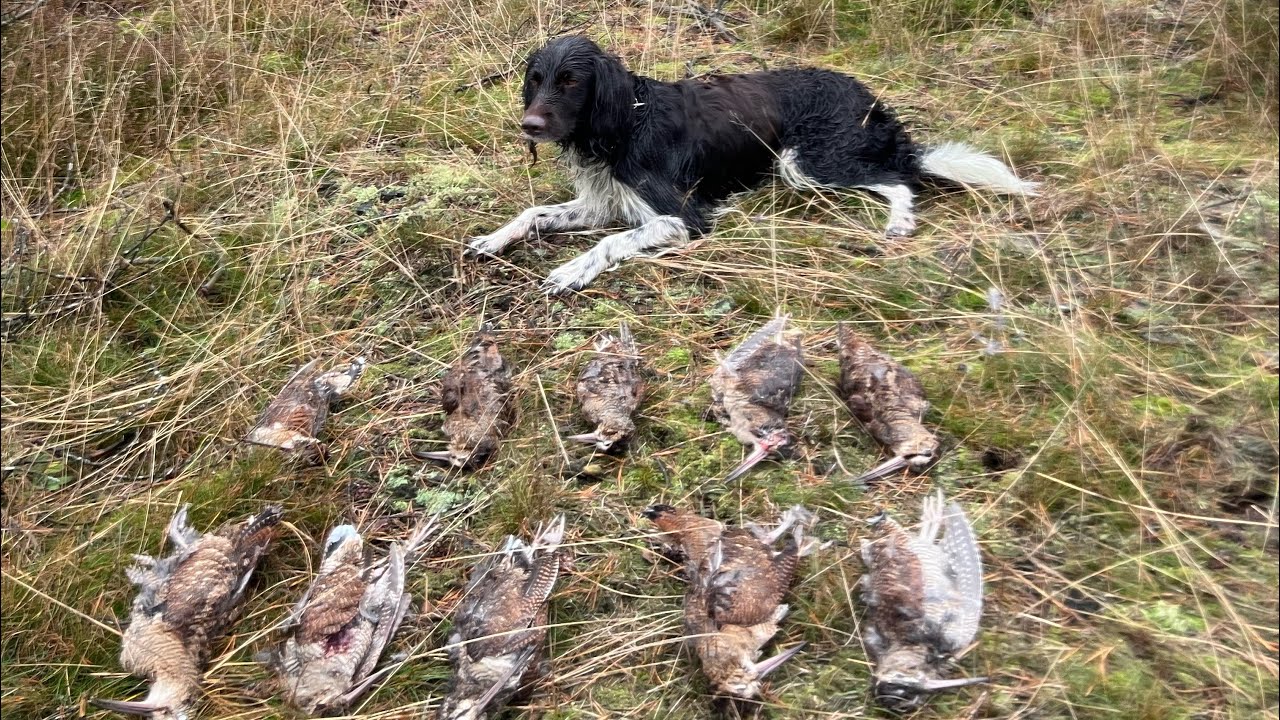 Woodcock hunting in Denmark & Pointing Münsterlander  - 2024