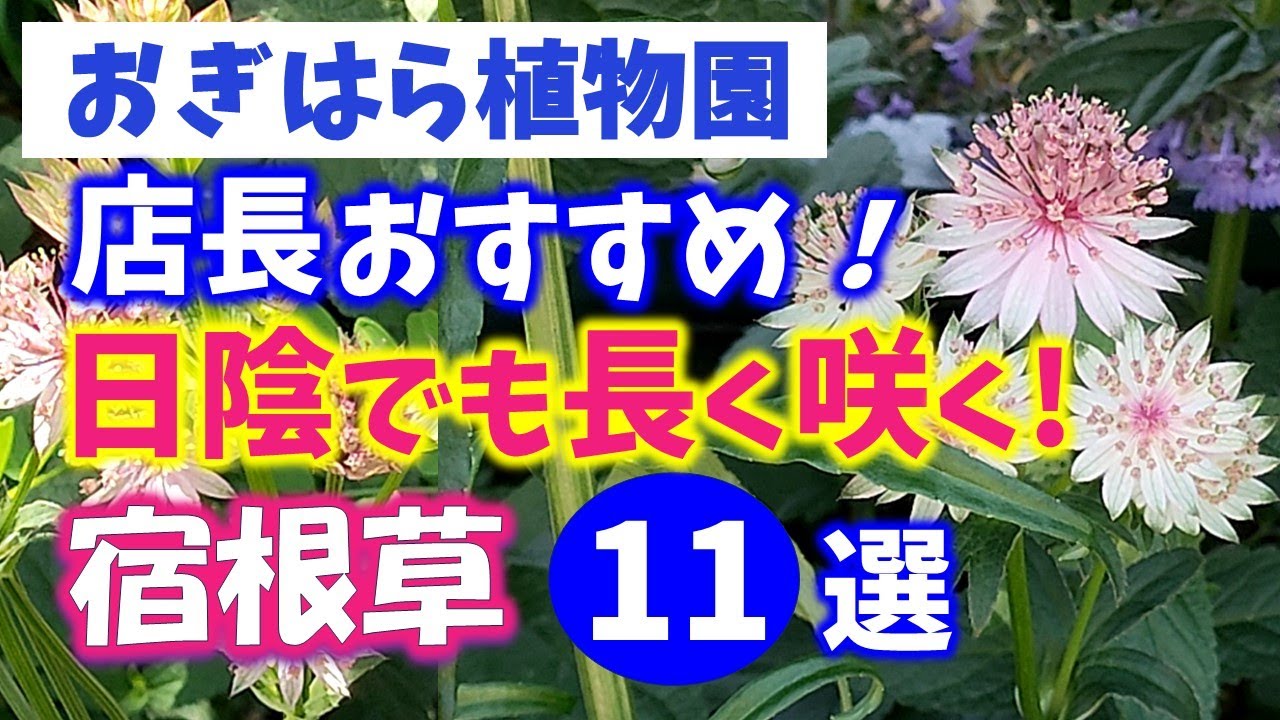 【おぎはら植物園のプロ直伝】日陰でもステキに長く咲く！店長オススメ宿根草11選を紹介！秋のガーデニング ！あしかがフラワーパーク・代々木公園・中之条ガーデンズ・花菜ガーデン・服部ファームガーデン