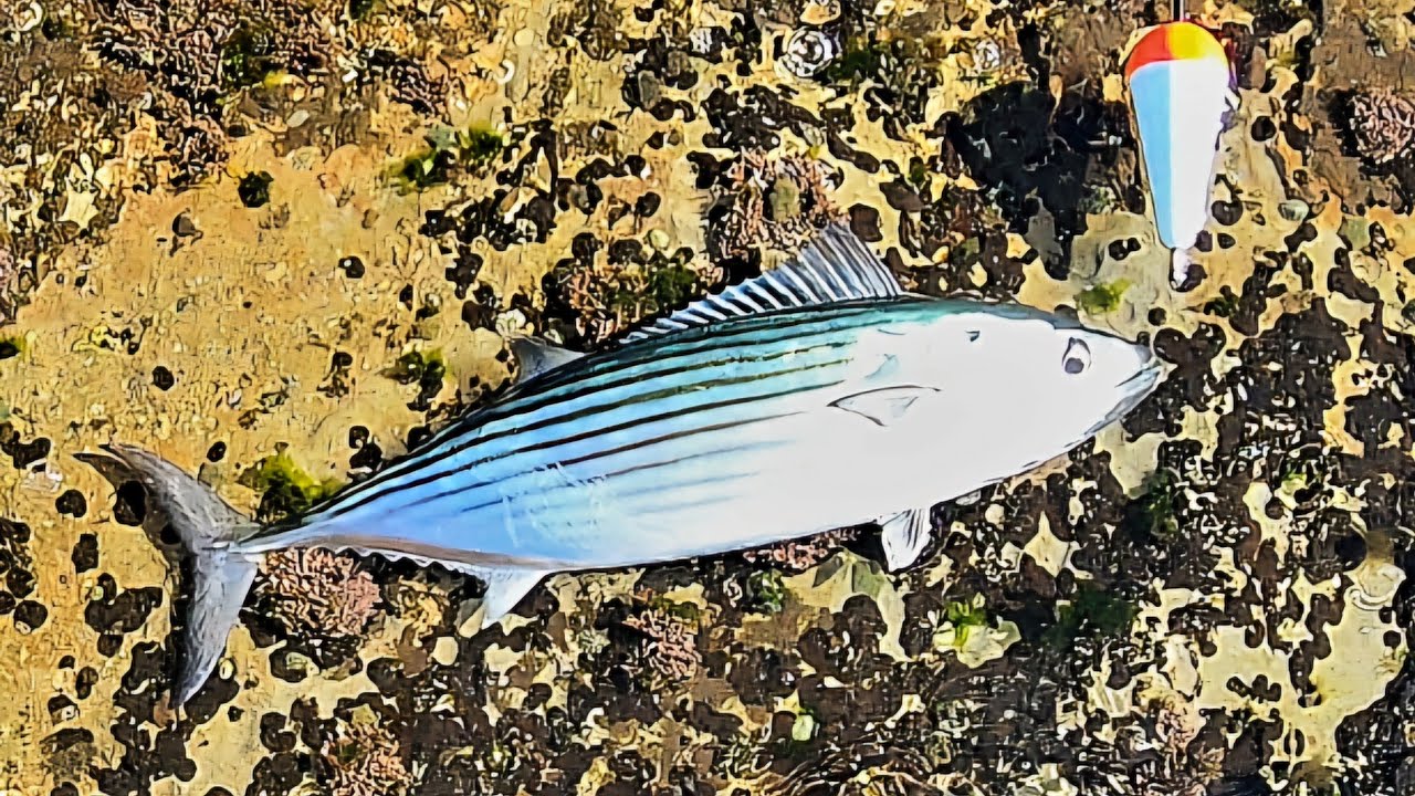 Rock fishing NSW south coast