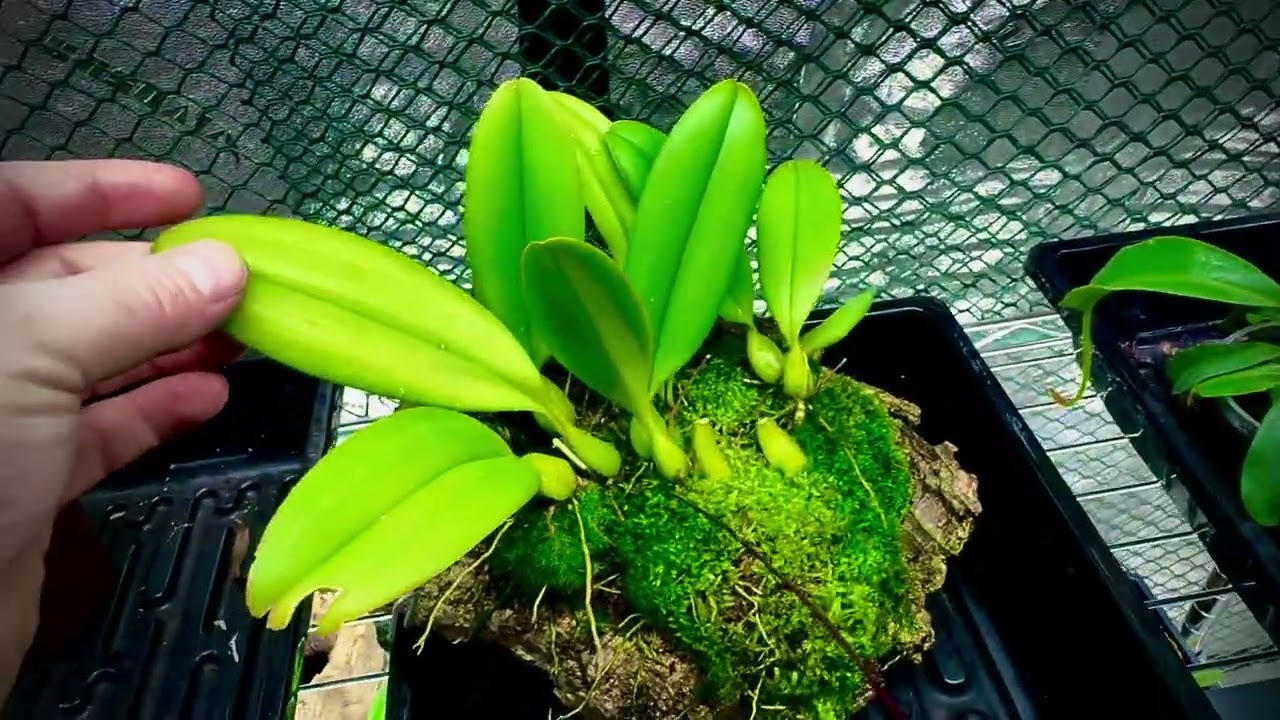 Species profile - Bulbophyllum mastersianum