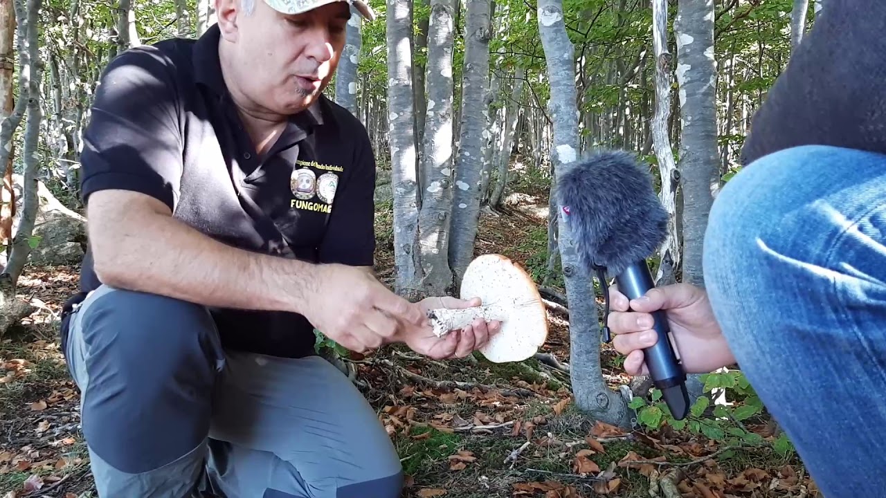 Differenze tra ovulo buono e amanita muscaria