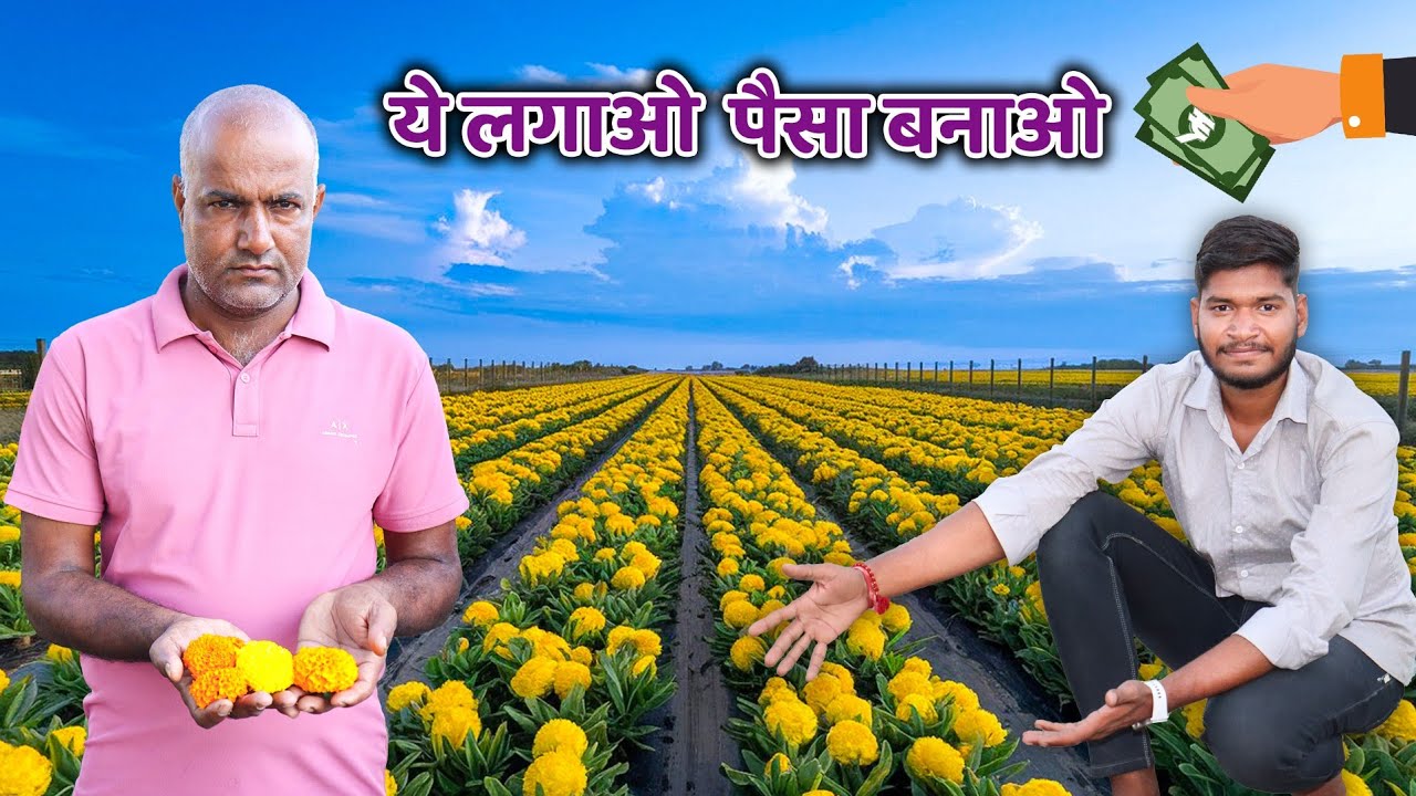 गेंदा फूल की उन्नत किस्म से लाखों का मुनाफा 🤑✅ गेंदा फूल की खेती ✅ marigold flower farming 🤑✅