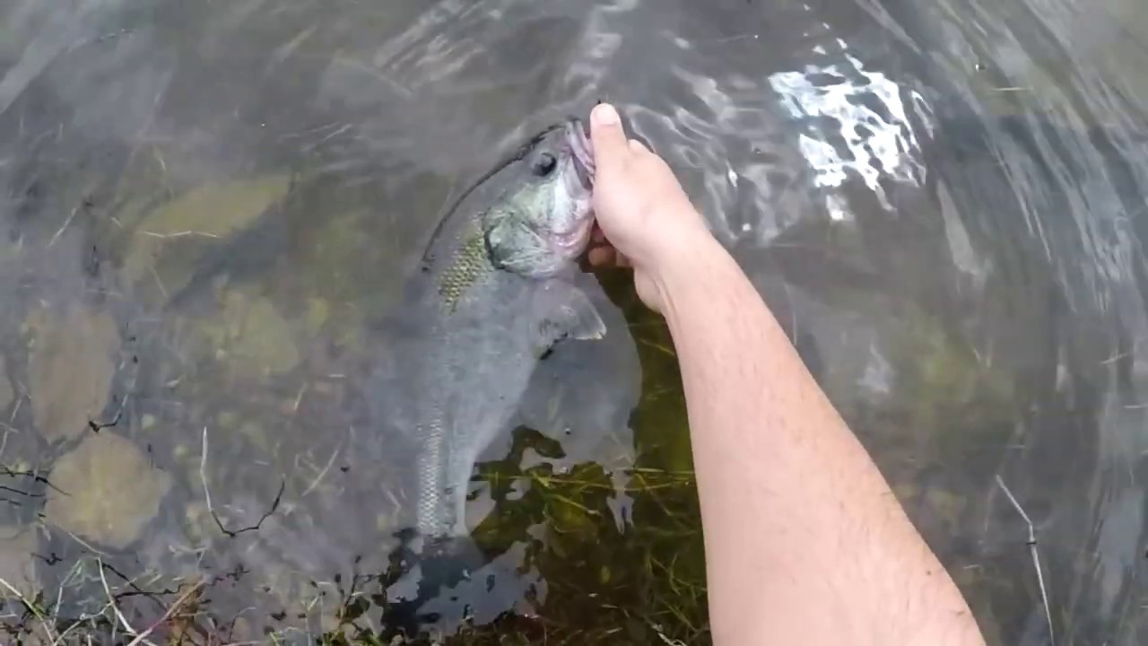 Spinning for Largemouth bass in Sardinia/Spinning al persico trota in Sardegna