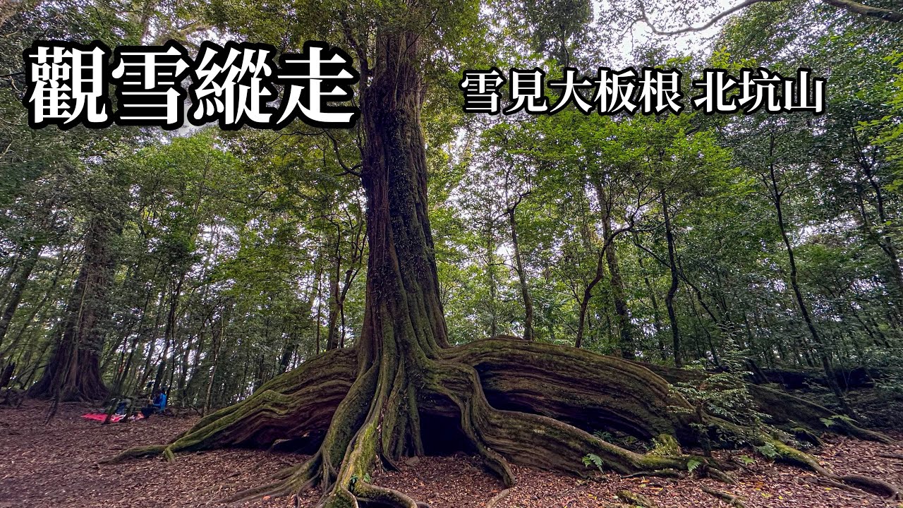 ［苗栗泰安］觀雪縱走（雪見大板根、北坑山）