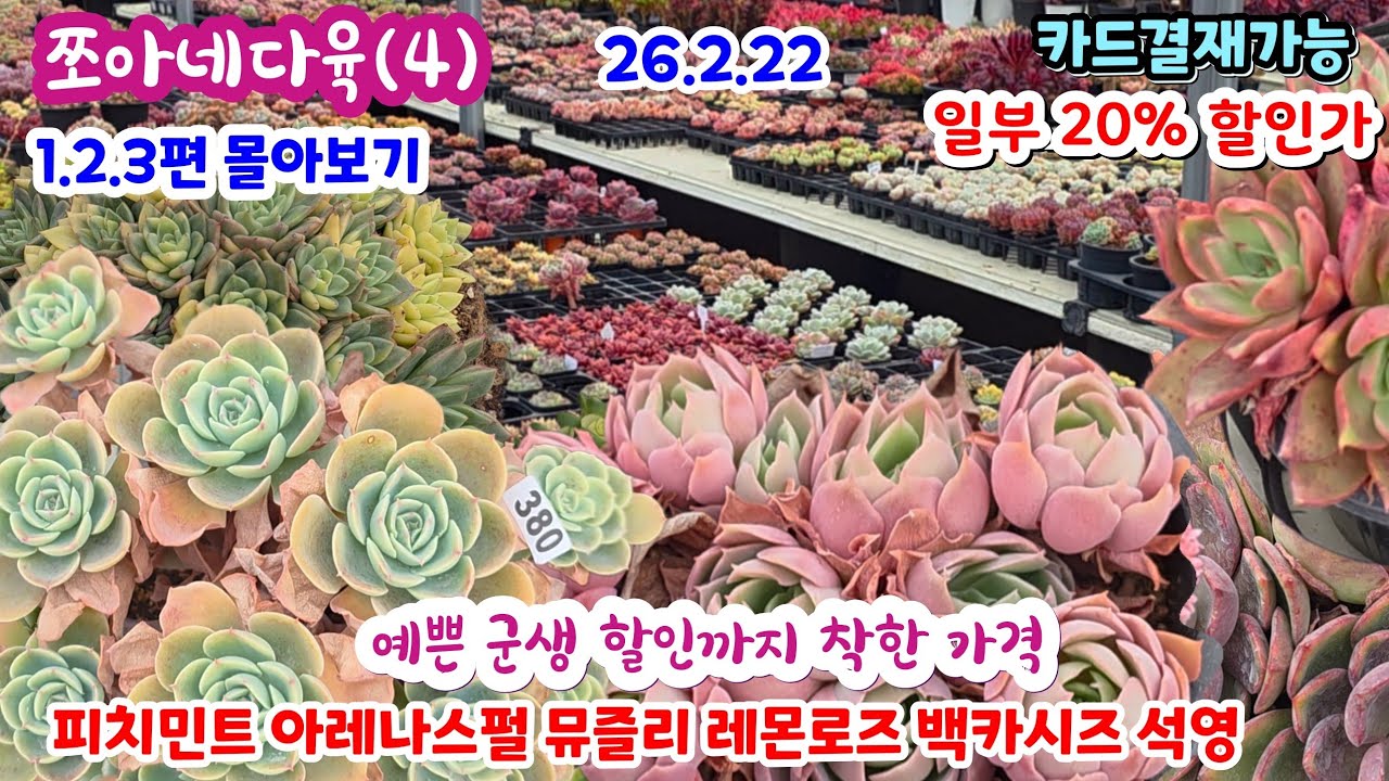 쪼아네다육(4) 예쁜 다육이들 한편으로 몰아보기 에오니움 