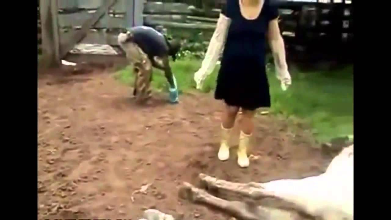 FUNNY Cow Kicks Woman in the Face - [Funny Videos]