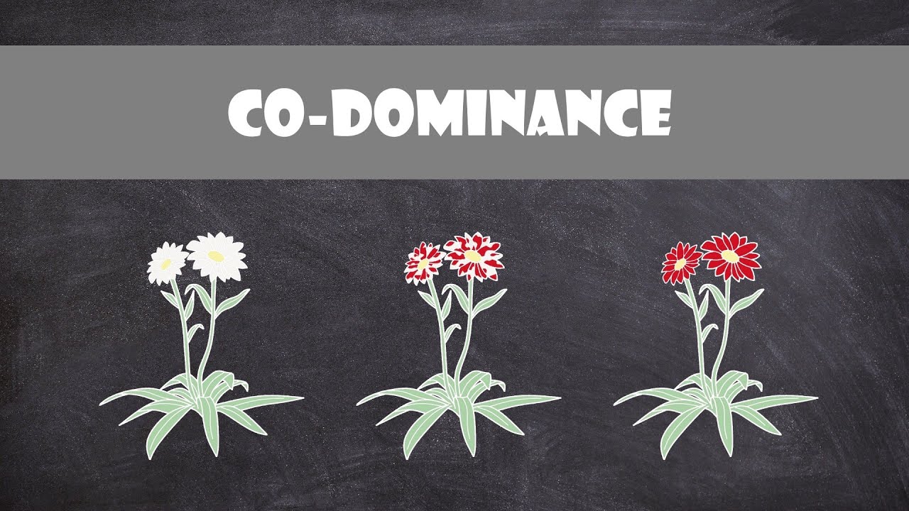 Co-dominance | Genetics