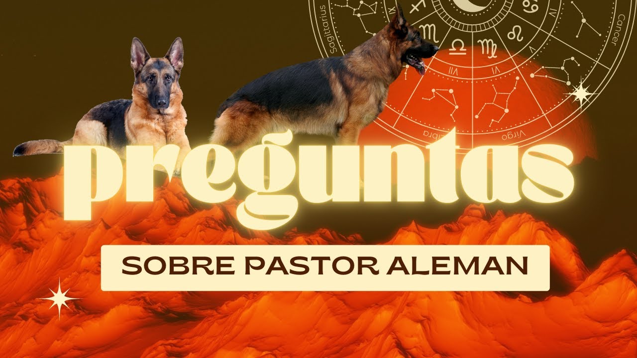 Respondiendo Preguntas Sobre El Pastor Alemán [Coto De Lobos]