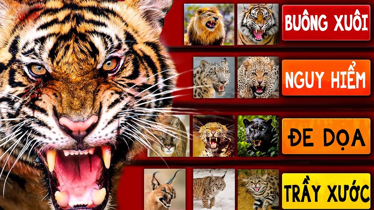 5 con MÈO nguy hiểm nhất theo số lượng người C.H.Ế.T (Tier List)