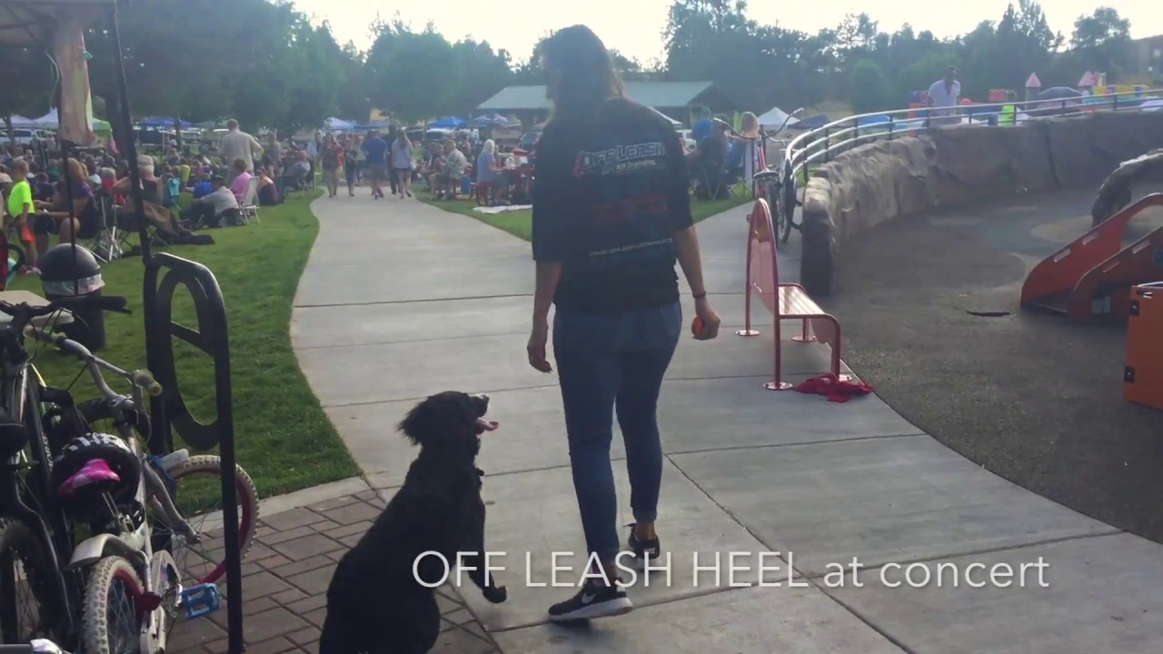 6-Month Old Australian Bernedoodle, Chloe!  Off Leash Doodle Training | Off Leash K9