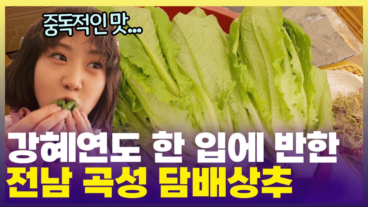 [먹자마자 춤과 노래가 절로 나오는 전남 곡성 담배상추⚠️ 한번 먹으면 끊기 힘듬) [6시 내고향] | KBS 241219 방송