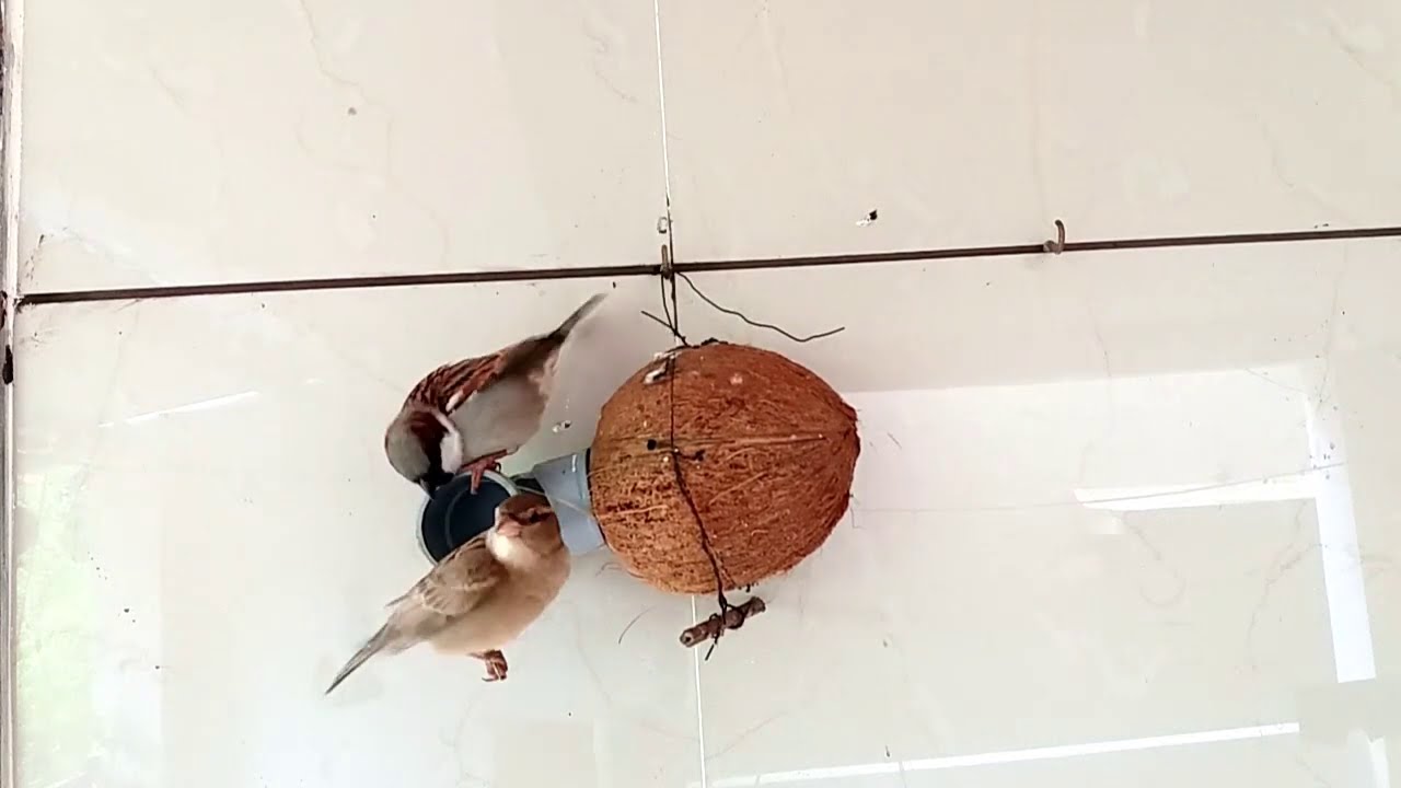 How to make safe entrance to sparrow nest to save them from wild attack