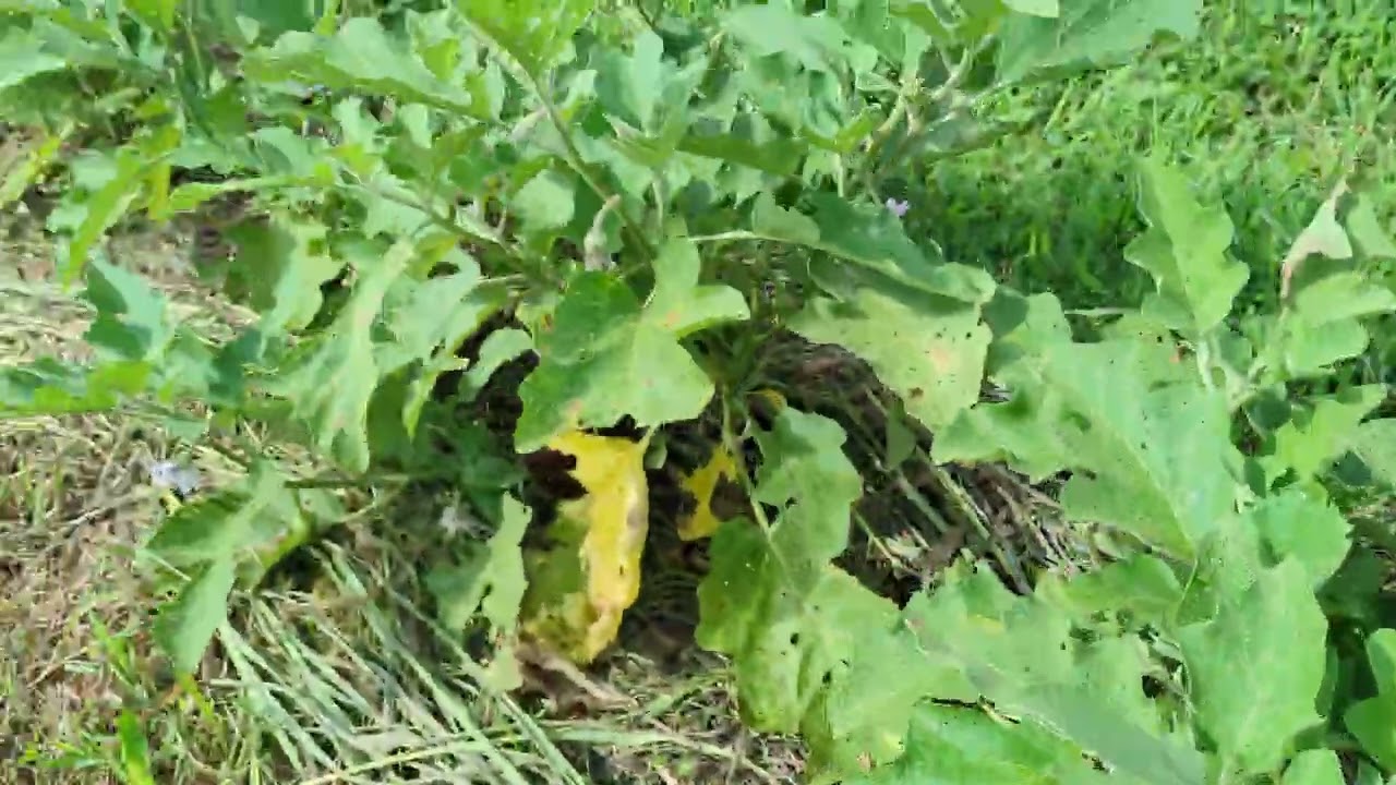 Growing Abundance on Steep Unusable Slopes