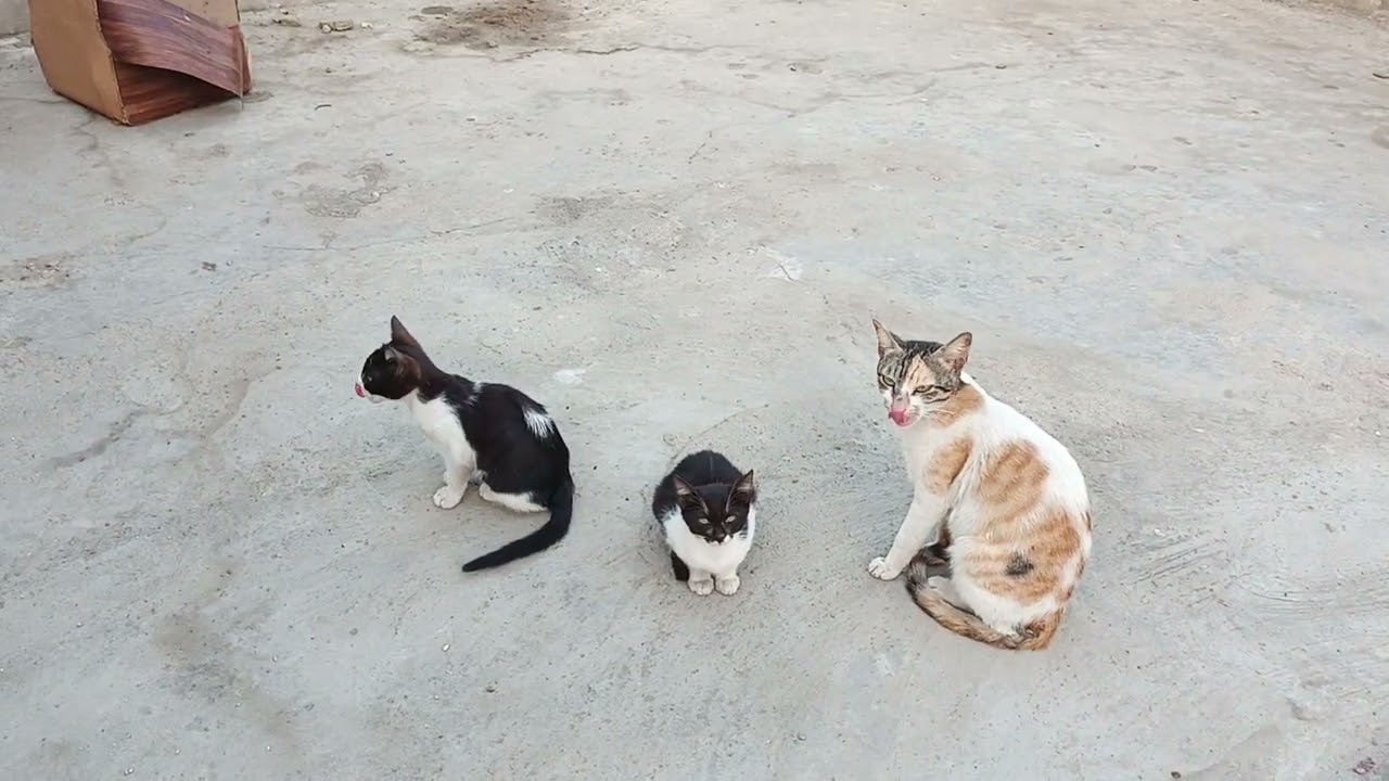 Cat videos for cat #cat #cats