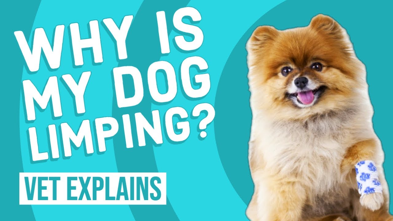 Is My Dog's Leg Broken? | Limping Causes