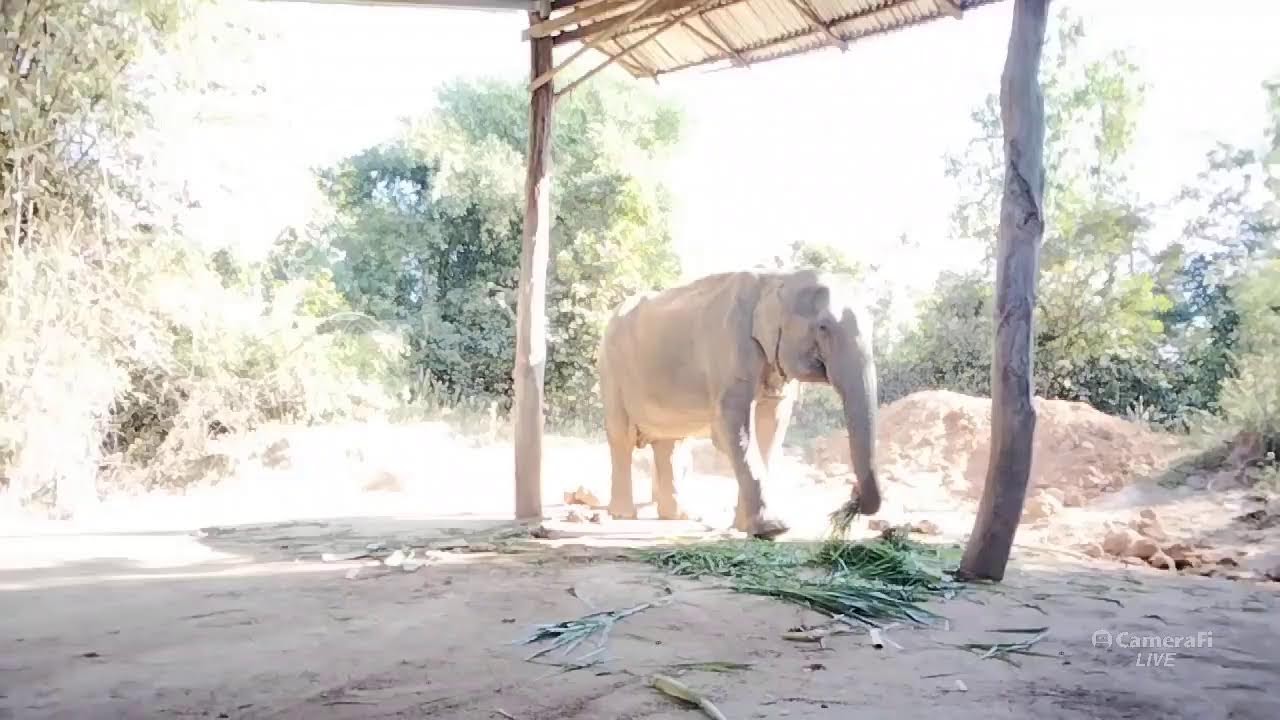 อาหารช้างราคาส่ง 🐘🙏♥️