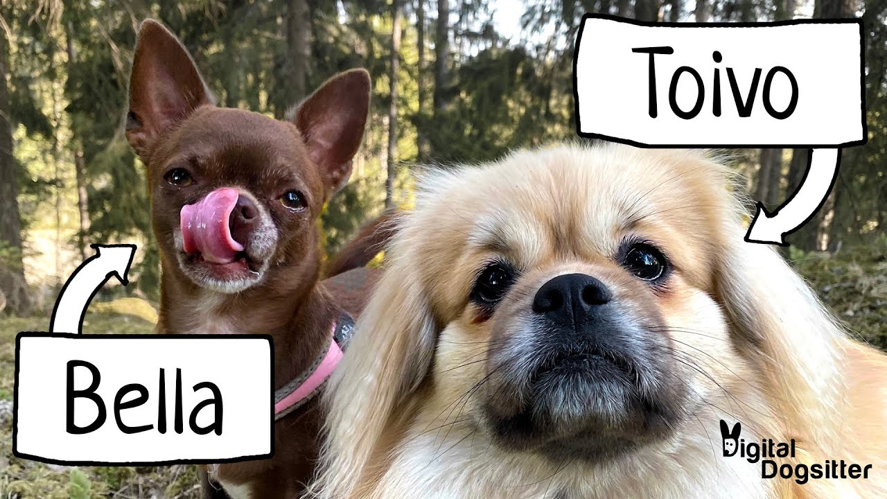 Tarinoita eroahdistuksesta - Bella & Toivo