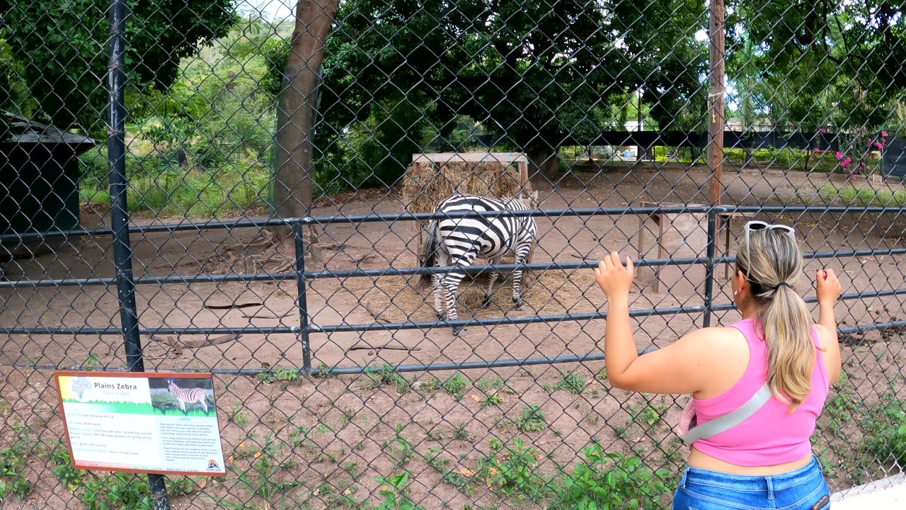 A Quick Look At Some of The Animals At The Hope Gardens Zoo Kingston Jamaica