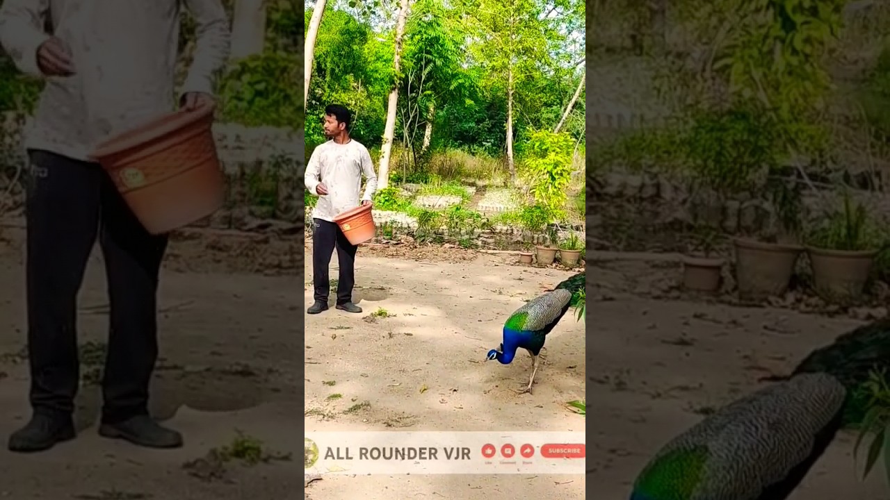 Unbelievable Peacock feeding video 😍