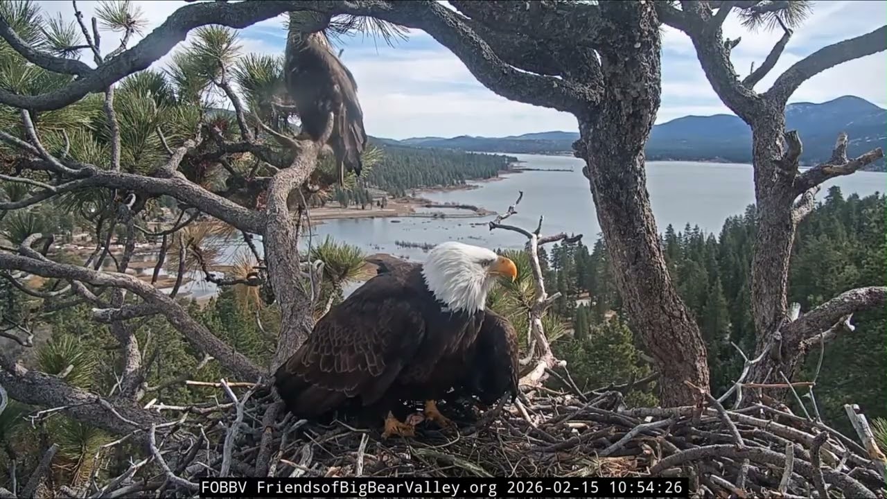 Juvie at nest for 10 minutes while Jackie was there! | 2.15.26