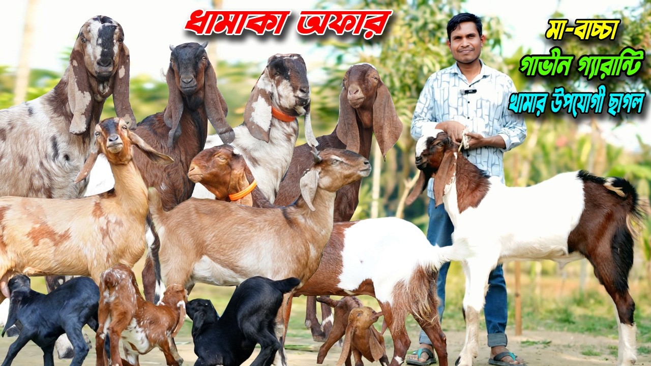 ধামাকা অফার । সর্বনিম্ন দামে । মা-বাচ্চা সেট। গাভীন গ্যারান্টি ছাগল। খামার উপযোগী ছাগল।