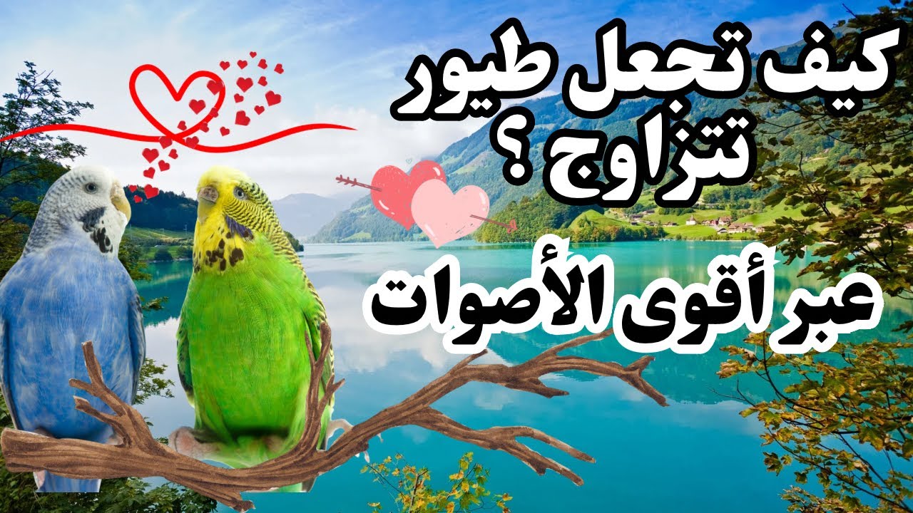 صوت طيور الحب &طيور البادجي (كيف جعل طيور البادجي تتزاوج). 2025🔥😍