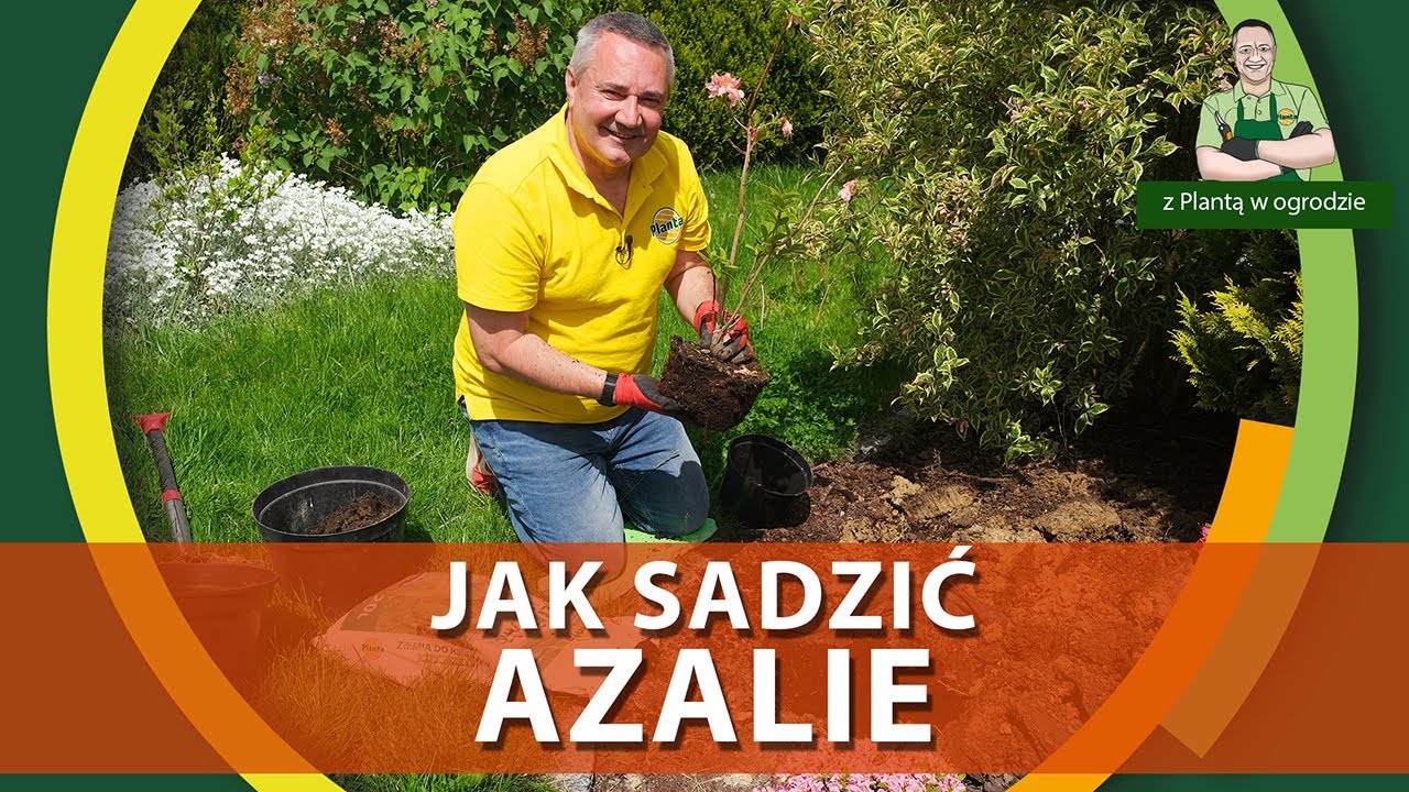 Jak sadzić azalie - Z PLANTĄ W OGRODZIE