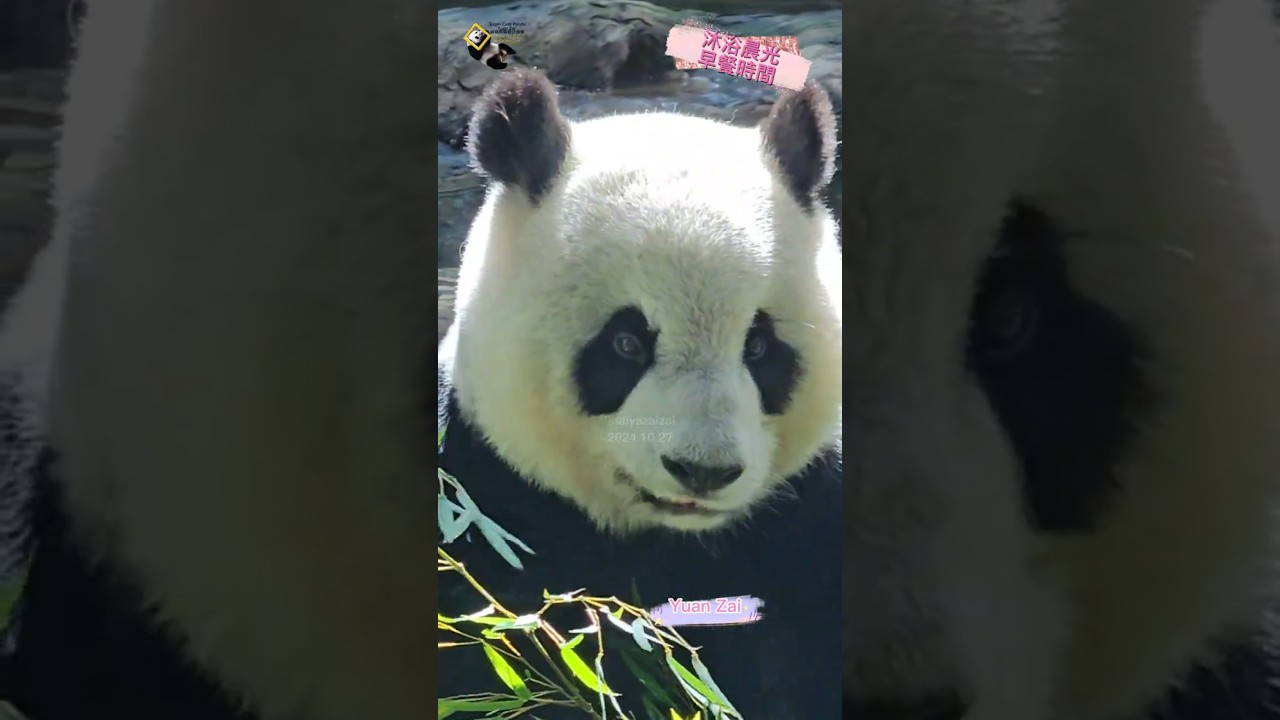 沐浴晨光的圓仔 #panda #yuanzai #taipeizoo