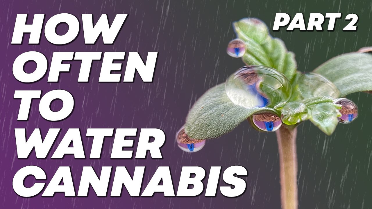 How often to water Cannabis Plants? Part 2: Methods & Tips