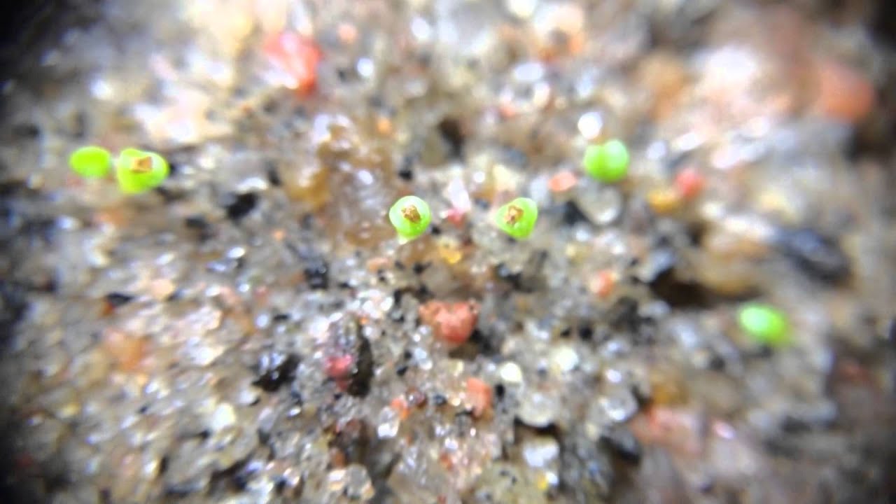 How To Grow Lithops From Seed Part 2
