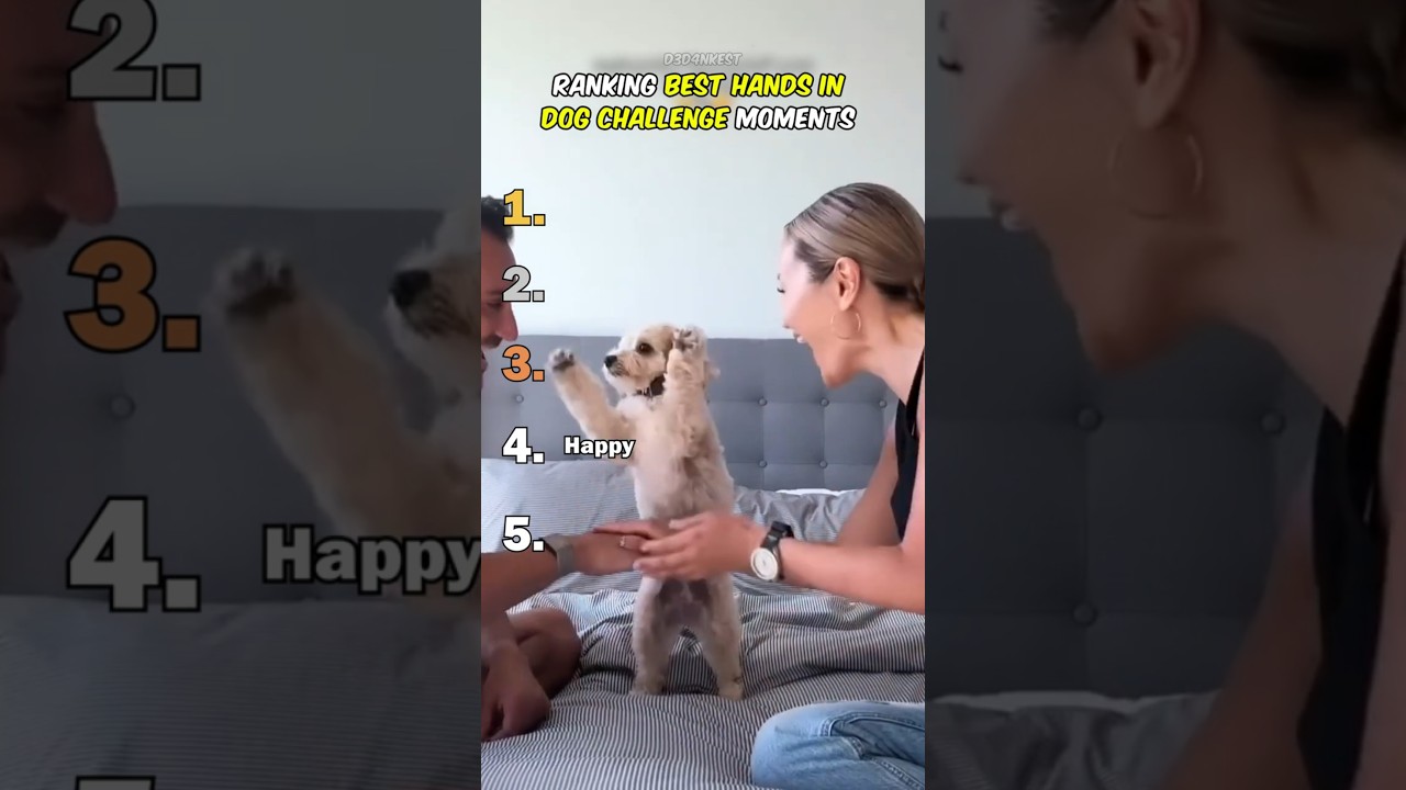 Ranking Best Hands In Dog Challenge Moments