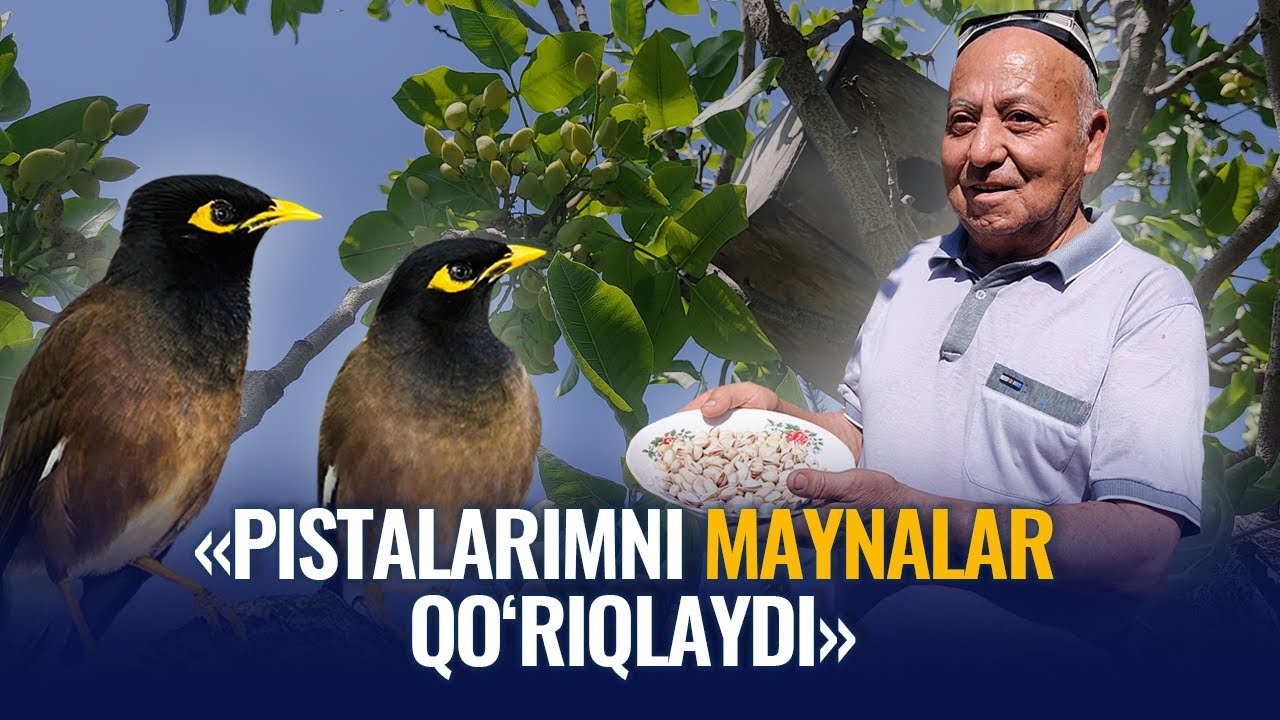 Pistalarni maynaga qo‘riqlatayotgan farg‘onalik bog‘bon