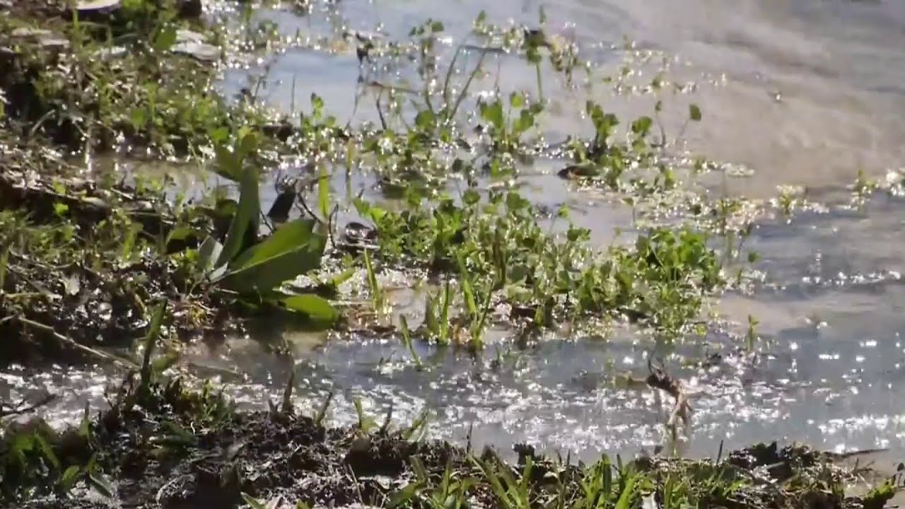 KPRC 2 viewer’s alert leads to action on major Westchase water leak