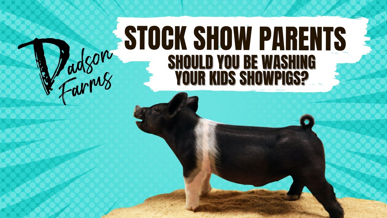 Stock show parents wash your kids showpigs every now and again! #showpigs #stockshowlife