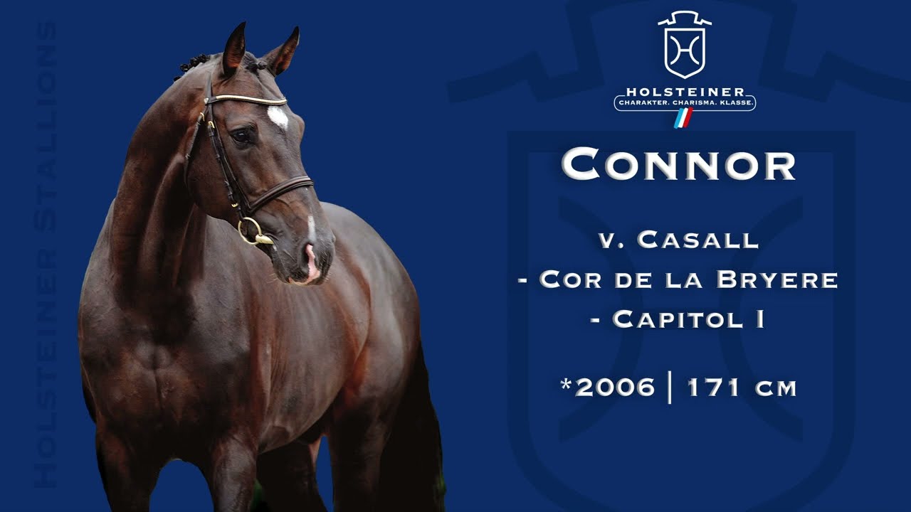 Holsteiner Verbandshengste 2023 | Connor