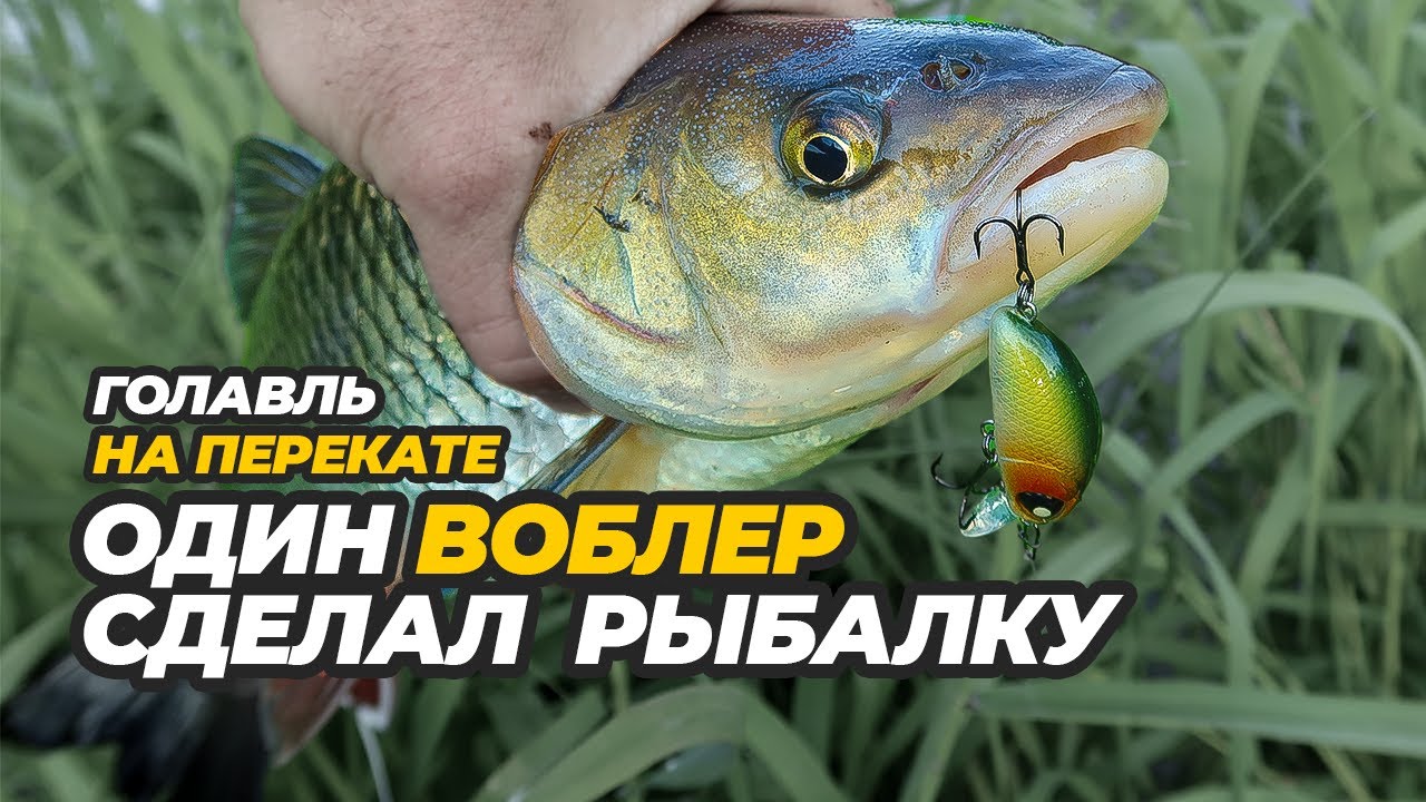 Вечерняя рыбалка на голавля. Какой воблер лучше ловит на перекате?