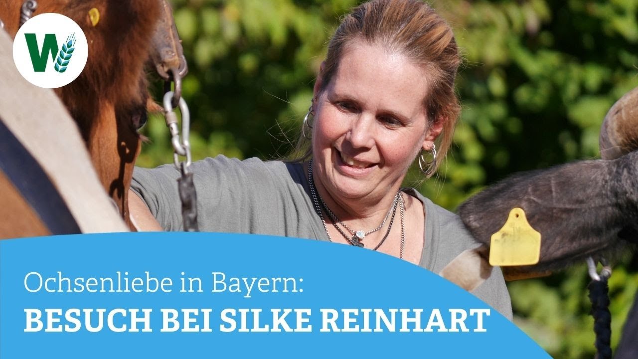 Sie trainieren Ochsen: Silke Reinhart und Hubert Fischer