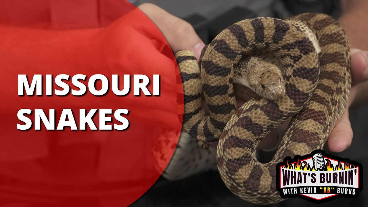 Missouri Snakes
