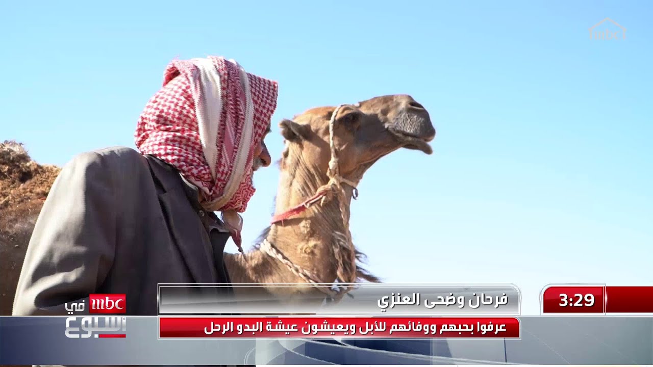 فرحان وضحى العنزي.. عُرفا بحبهما ووفائهما للإبل ويعيشان عيشة البدو الرحل  تقرير: منصور المزهم